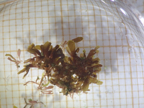 Catenella observed 2026-05-16