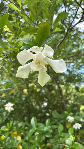 common gardenia