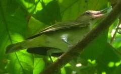 Vireo altiloquus