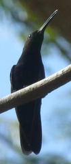 Anthracothorax dominicus