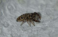 Dendryphantes mordax