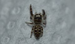 Dendryphantes mordax