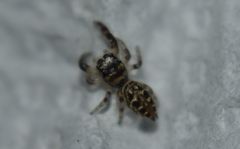 Dendryphantes mordax