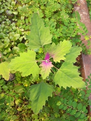 Chenopodium formosanum