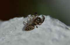 Dendryphantes mordax