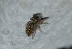 Dendryphantes mordax