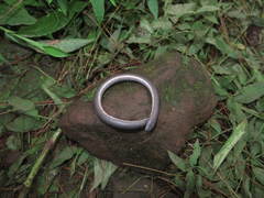 Ichthyophis hypocyaneus