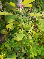 Chenopodium formosanum