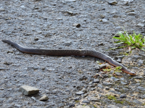 Kalimantan Burrowing Snake