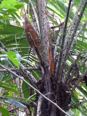 Astrocaryum mexicanum