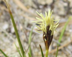 Carex tonsa