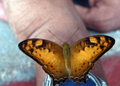 Vagrans sinha