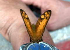 Vagrans sinha