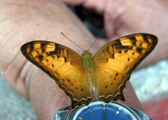 Vagrans sinha