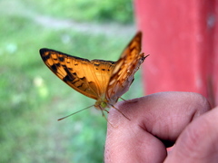 Vagrans sinha