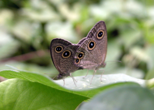 Ypthima newara