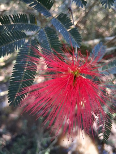 Mexican flamebush