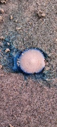 Blue Button