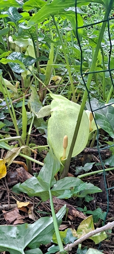 Italian arum