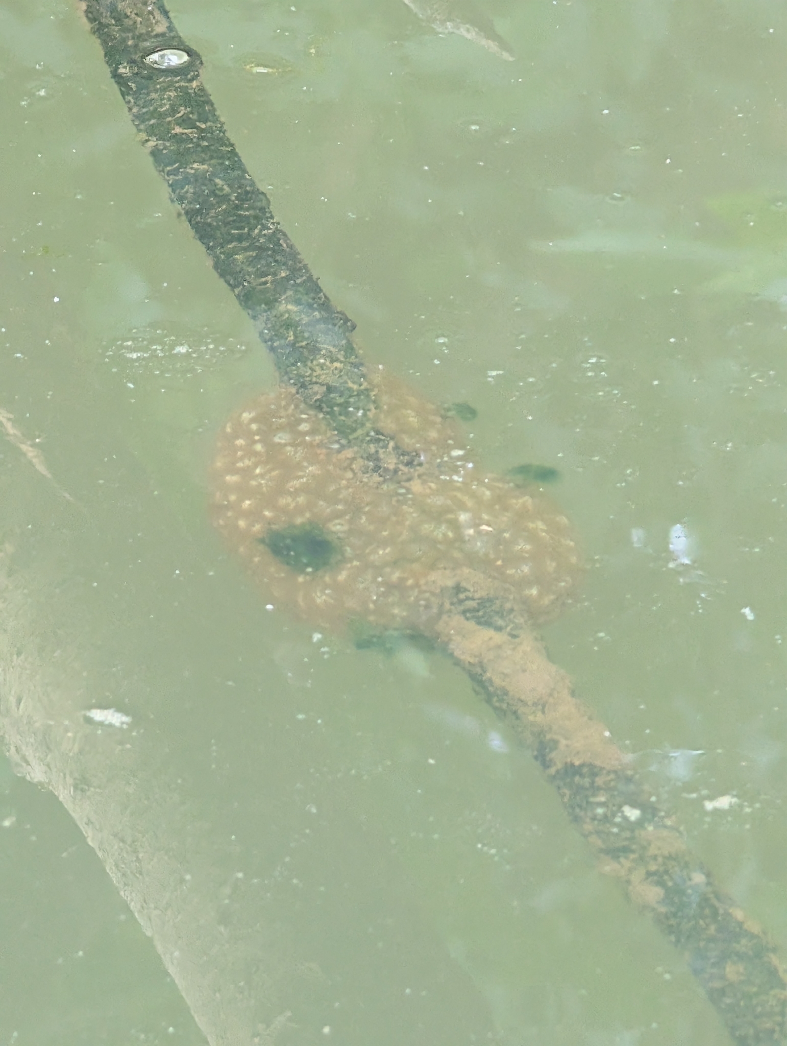Pectinatella magnifica (Leidy, 1851)