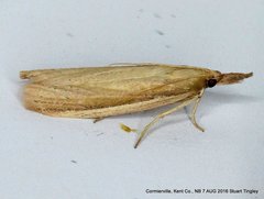 Peoria gematella