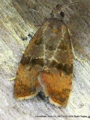 Evora hemidesma