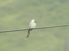 Dicrurus leucophaeus leucogenis