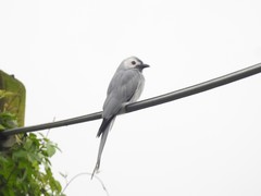 Dicrurus leucophaeus leucogenis