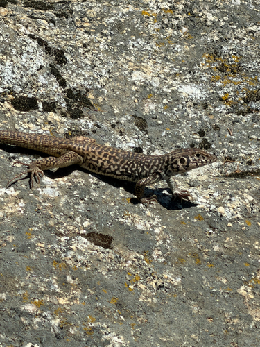 iNaturalist observation photo of Western Whiptail