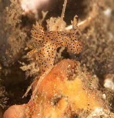 Thecacera pennigera
