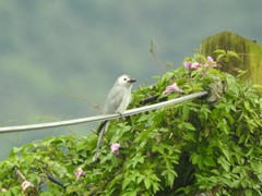 Dicrurus leucophaeus leucogenis
