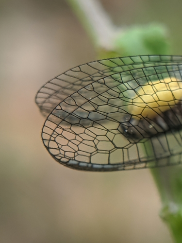 San Francisco Lacewing photo 2