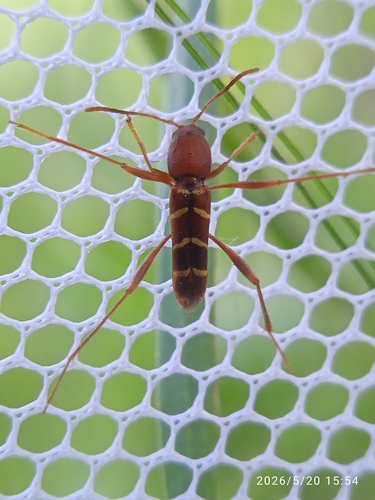 Red-headed Ash Borer