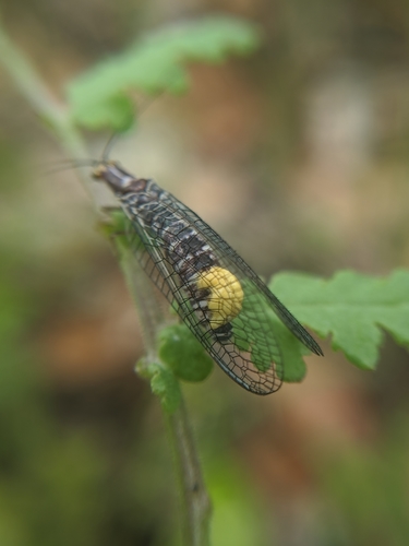 San Francisco lacewing