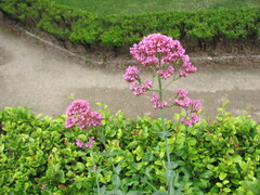 Valeriana rubra: Herkunft und Verwendung — Foto 3
