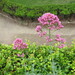 Valeriana rubra: Herkunft und Verwendung — foto 3
