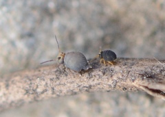 Sminthurinus quadrimaculatus