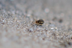 Sminthurinus elegans