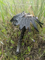 Coprinus calyptratus