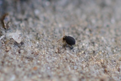 Sminthurinus quadrimaculatus