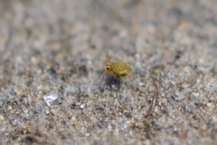 Sminthurinus henshawi