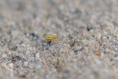 Sminthurinus elegans