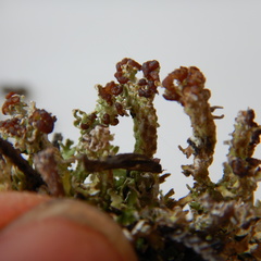 Cladonia cariosa