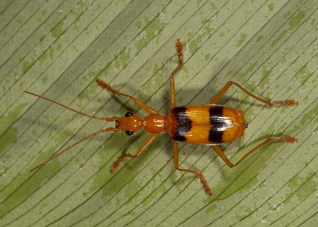 Calophaena bicincta