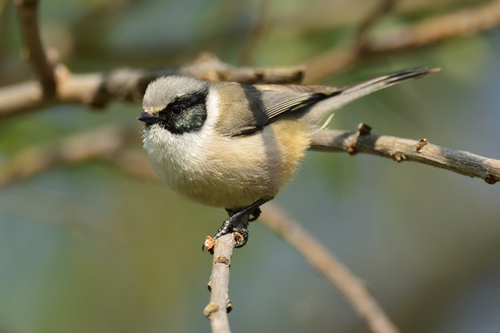 Bushtit