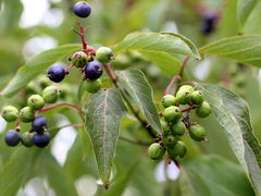 Cornus obliqua