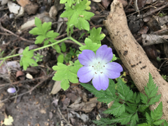 Nemophila