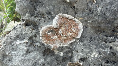 Squamulea galactophylla