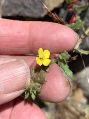 Camissoniopsis intermedia