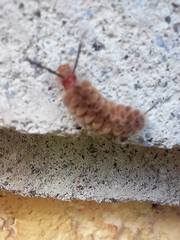 Gymnelia ethodaea